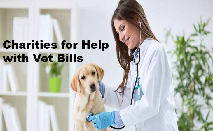 Charities for Help with Vet Bills